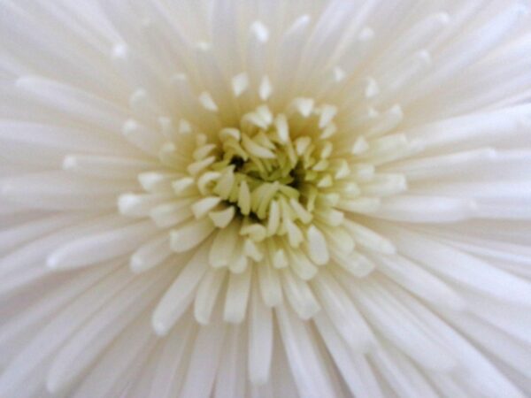 white-flower