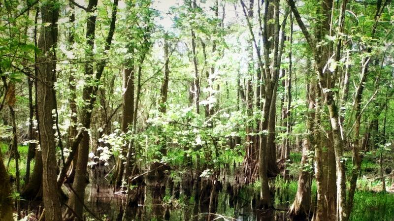 On the Side of Nature: An Age of Human Stewardship & Bioeconomics