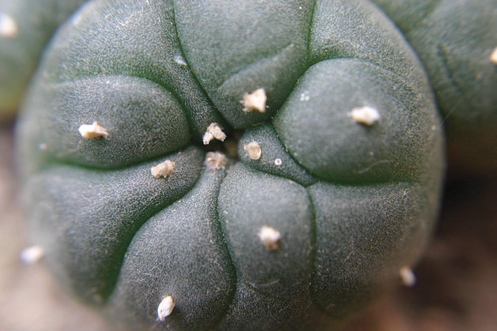 Peyote, Its Perilous Past and Prospective Future